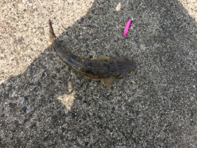 夏のマゴチフィッシング