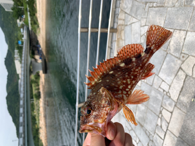 ガシリングになった