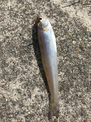 再びキスを求めて吉良へ‼&#…