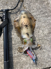 何とか夏イカ