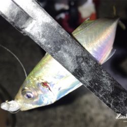 ゲキ渋アジング