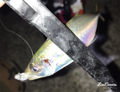 ゲキ渋アジング