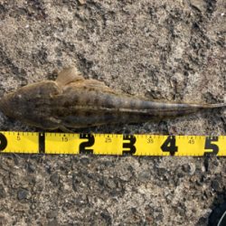 夕方からの、のんびりマゴチフィッシング