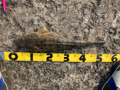 夕方からの、のんびりマゴチフィッシング