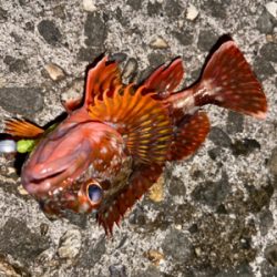 青物は何処へ…