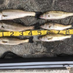 夏ハネ狙ってみました