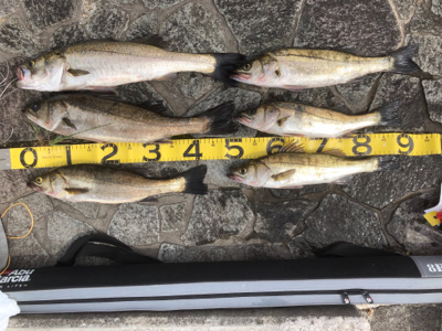 夏ハネ狙ってみました