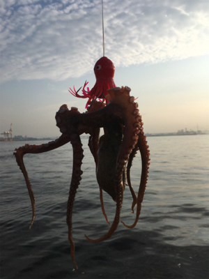 朝イチのタコ好調♪サバは遅めに回遊。。