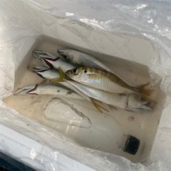 泉大津ジグサビキ朝練