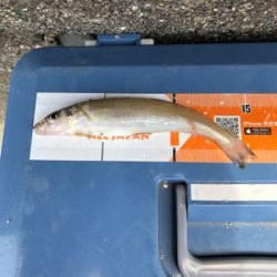 チョイの間のキス