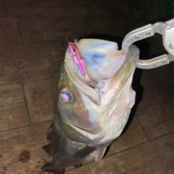 ナイトゲームしか?