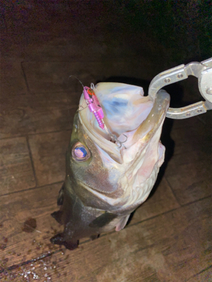 ナイトゲームしか？