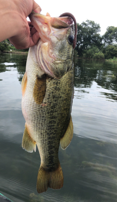 マックスセント