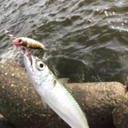 続！無限サバ！