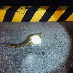 スレがかった大物編