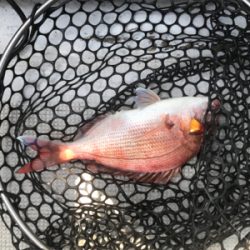 ヒトツテンヤ＆マイクロジギング