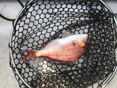 ヒトツテンヤ＆マイクロジギング