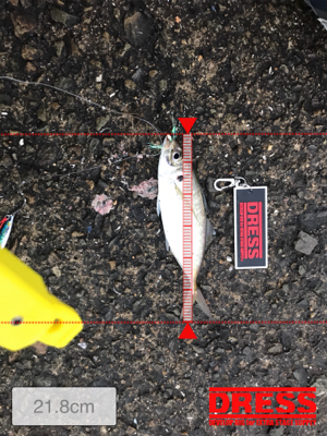 条件は整いました…。