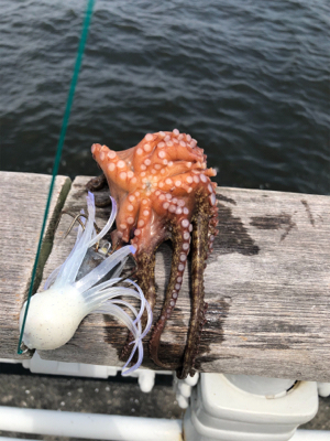 真夏のオクトパッシング