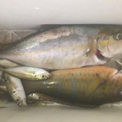 カンパチでリフレッシュ!