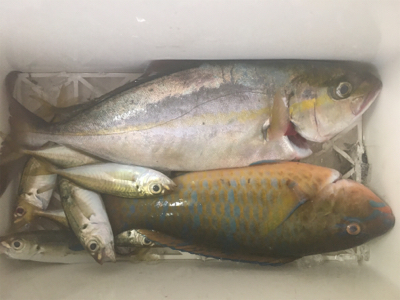 カンパチでリフレッシュ！