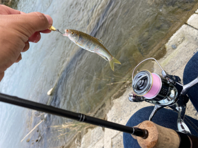 スプーンでオイカワ