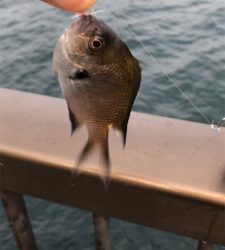 アジュール舞子調査