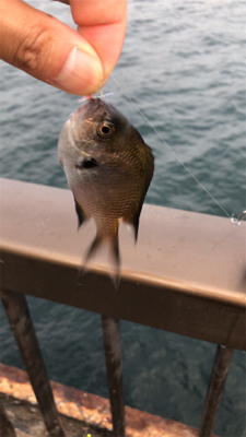 アジュール舞子調査