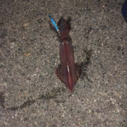 リベンジケンサキ