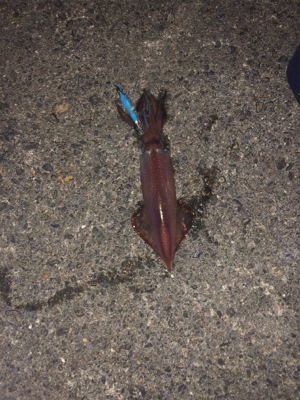 リベンジケンサキ