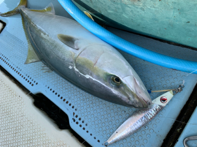 明石沖ジギング