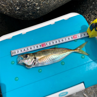 朝まずめ逃すもアジ6匹