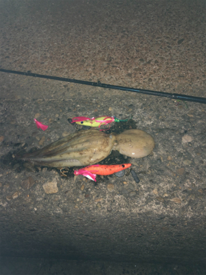 タコ調査12 終盤～