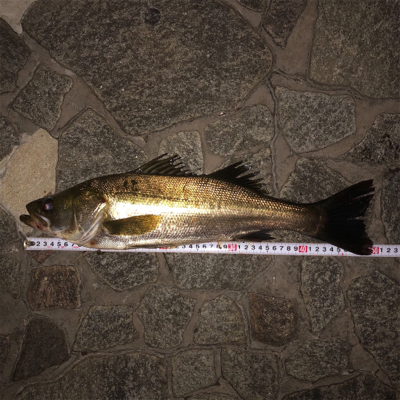 アオイソメでハネ50cm