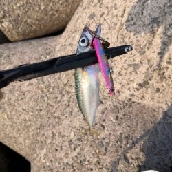 太刀魚調査は鯖祭り