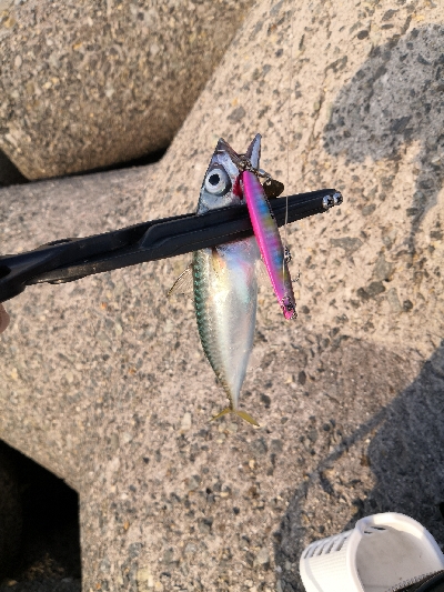 太刀魚調査は鯖祭り