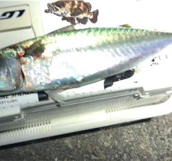 またまた記録更新