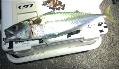 またまた記録更新