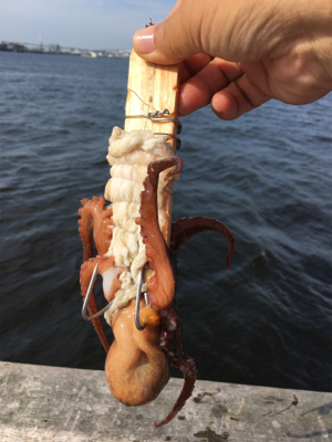 自作テンヤでタコ