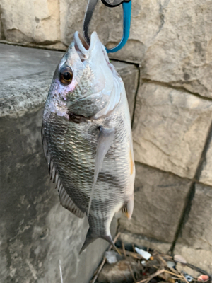 ナイトチニング