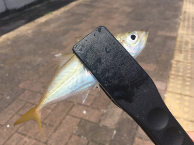 昼間のアジング