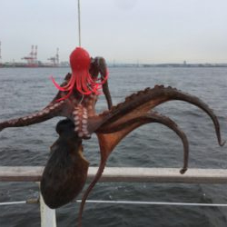 鯖、タコともに渋く。。。サビキ◎