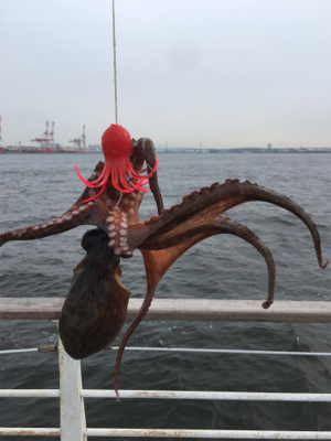 鯖、タコともに渋く。。。サビキ◎