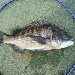 紀州釣りでチヌ