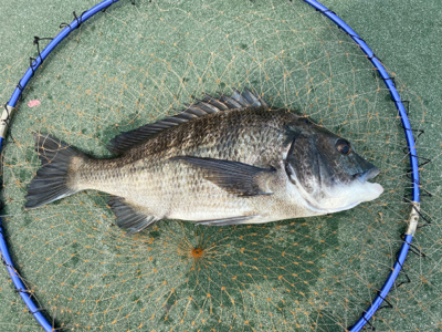 紀州釣りでチヌ