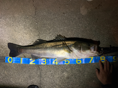 シーバスランカー手前！