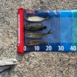 夜はアジング、朝はショアジギング