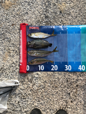 夜はアジング、朝はショアジギング