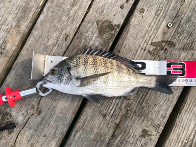 久しぶりの爆釣