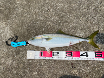 ショアジギで三目達成